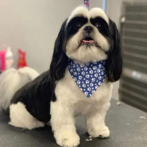 Dog with blue bandana sitting on grooming table